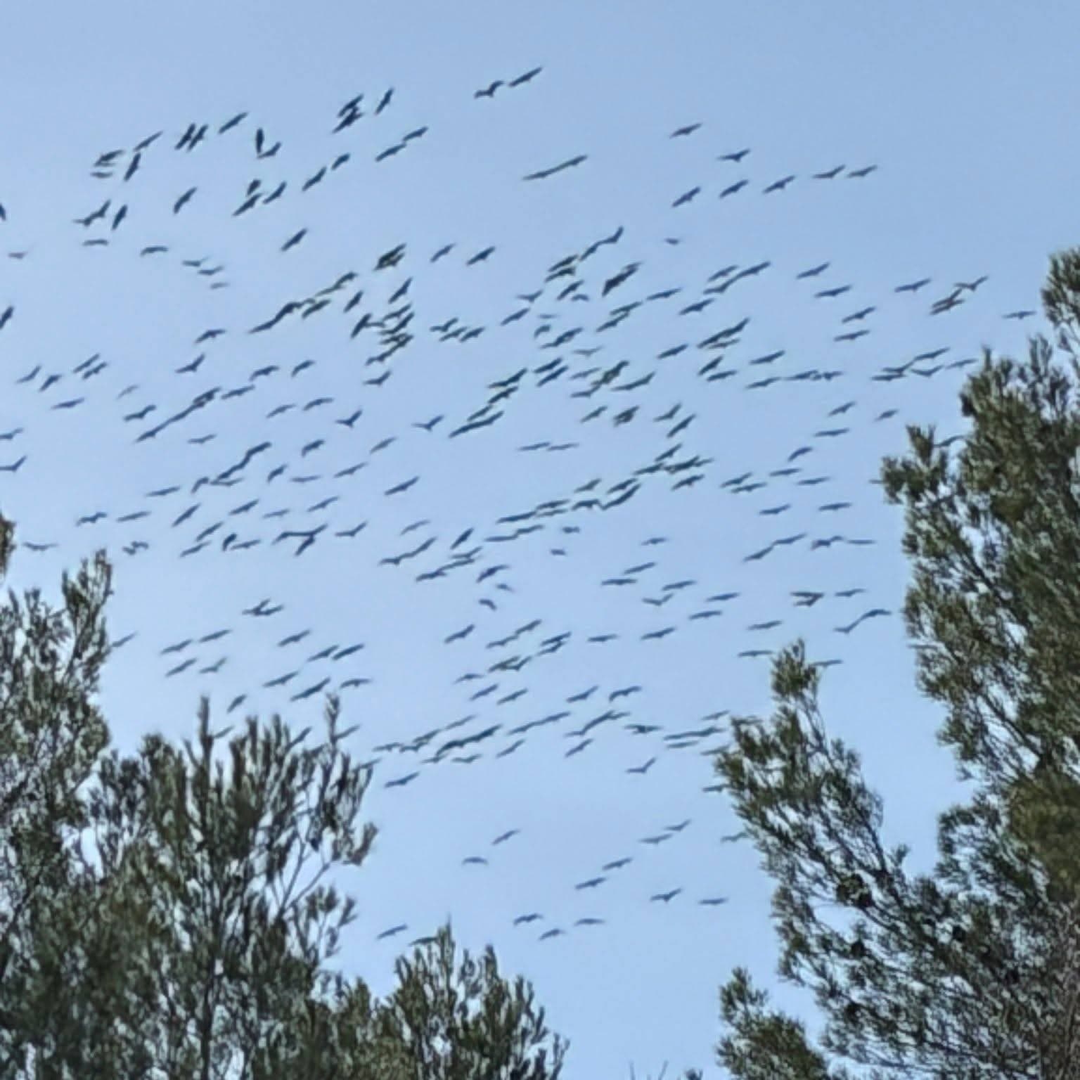 Les grues cendrées en patrouille serrée. Aujourd'hui sur une route Sud Ouest- Nord Est et avec un altimètre calé à 1000 Ft QNH. Ca sent les beaux jours...